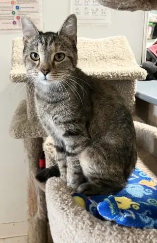 Amiena