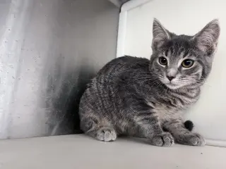 Eris
