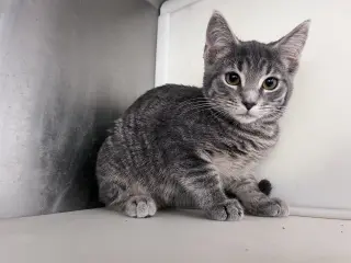 Eris