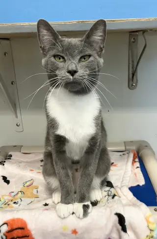 Dora