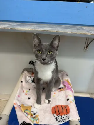 Dora