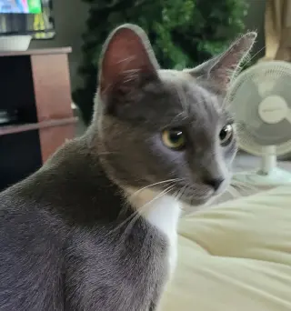 Dora