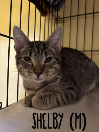 Shelby/Gus