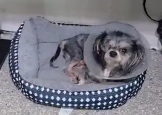 LuLu