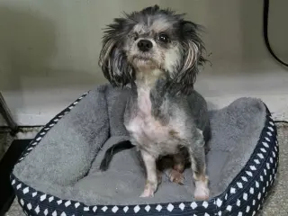 LuLu