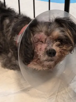 LuLu
