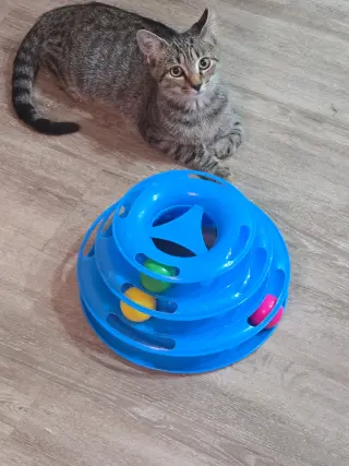 Widget