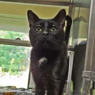 Cadbury
