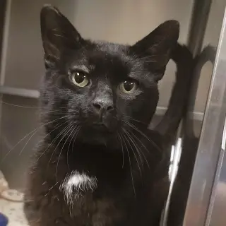 Cadbury