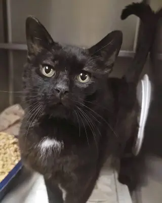Cadbury