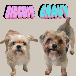 Biscuit