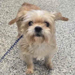 Biscuit