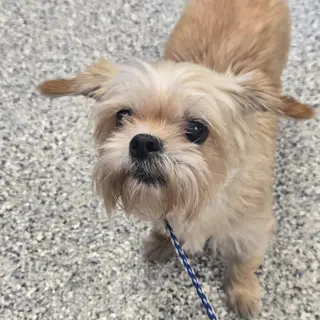 Biscuit