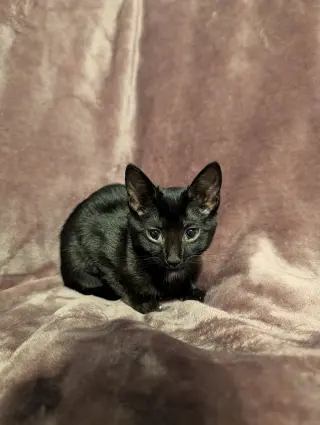 Salem