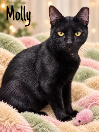 Molly (FCID# 08/11/2026 - 154) Willow Grove