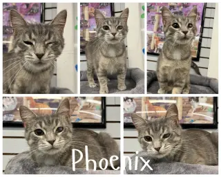 Phoenix- indoor/outdoor