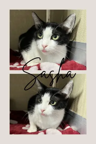 Sasha- indoor/outdoor