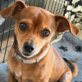 Nugget - Adopt Me!