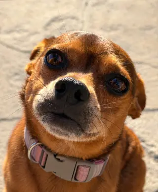 Nugget - Adopt Me!