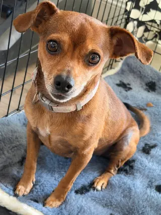 Nugget - Adopt Me!