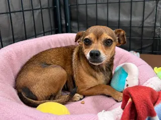 Nugget - Adopt Me!