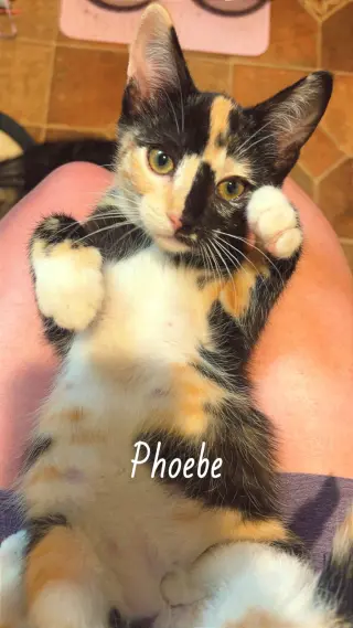 Phoebe