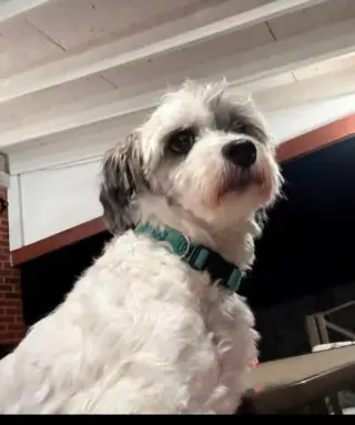 Flip
