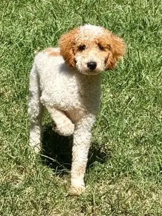 Romeo