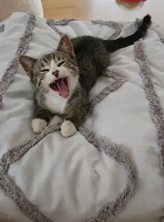 Oliver (bonded with Tiggy)