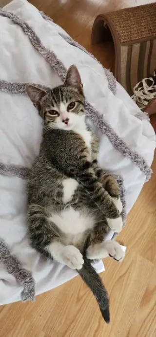 Oliver (bonded with Tiggy)