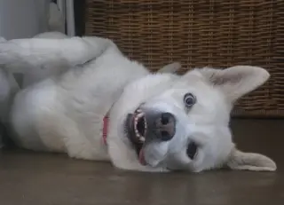 LUNA #15