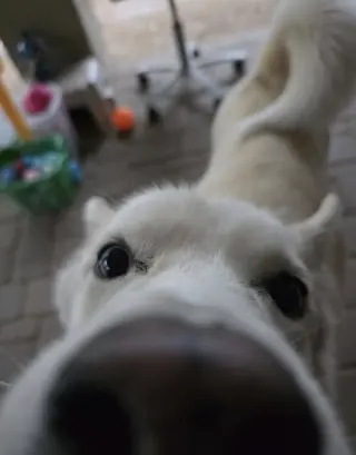 LUNA #15