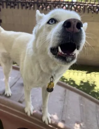 LUNA #15