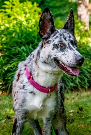 CLARA BLUE