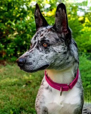 CLARA BLUE