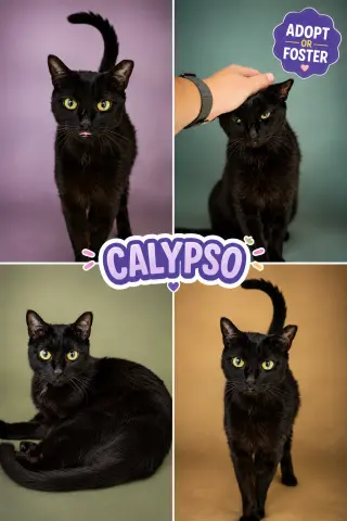 Calypso (FCID# 08/17/2026 - 95 Trainer)