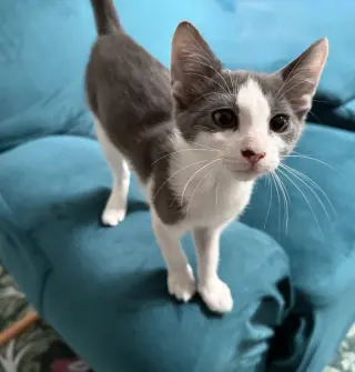 TippyToe
