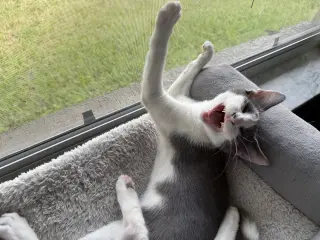 TippyToe