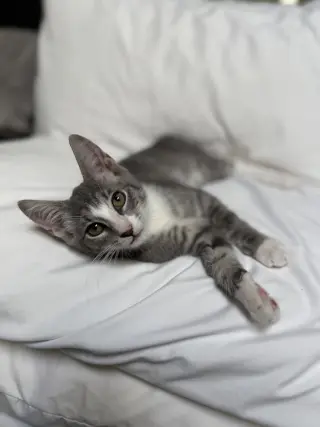 StripeyJoe
