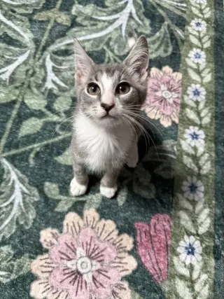 StripeyJoe