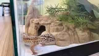 Gizmo
