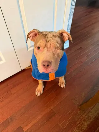 Gracie O   (2026)