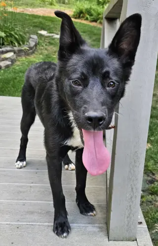 PUPPY POPPY