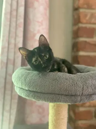 Sadie