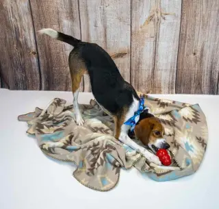 Tyrone