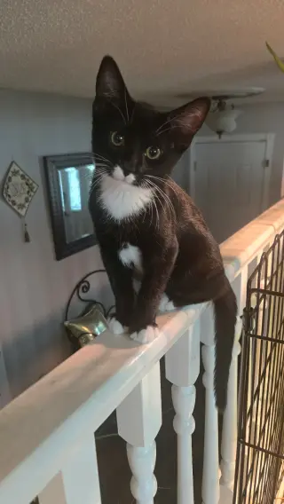 Tux