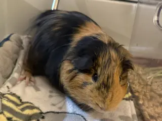 Chester
