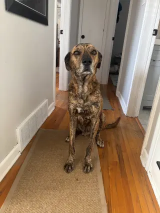 Rufus