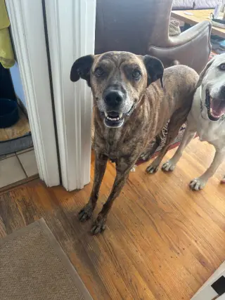 Rufus