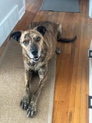 Rufus
